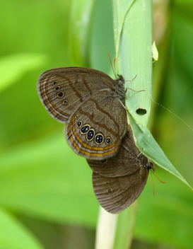 Mitchell's Satyr mating pair